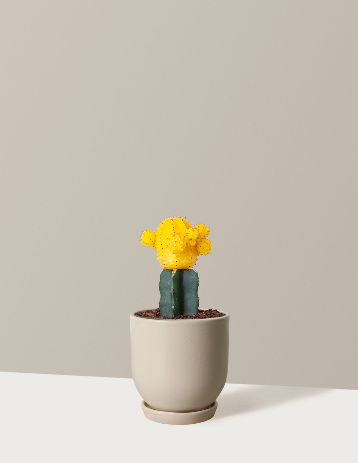 Moon Cactus