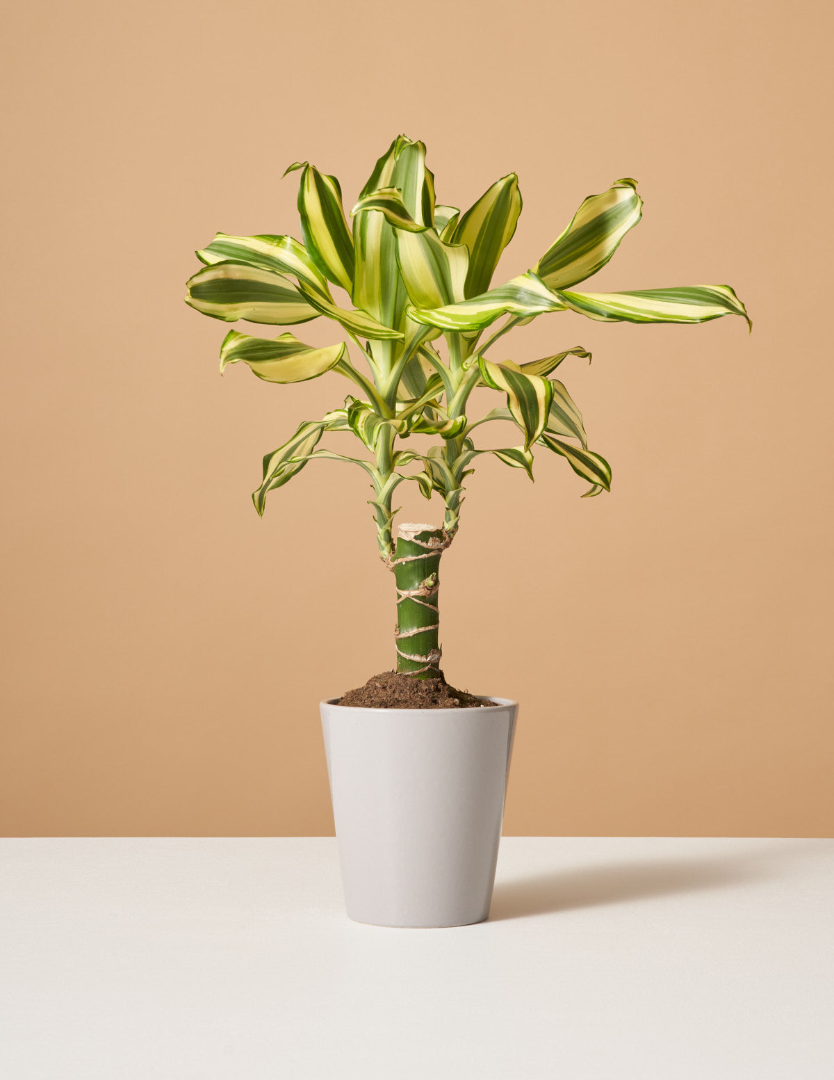 Dracaena Fragrans Sol