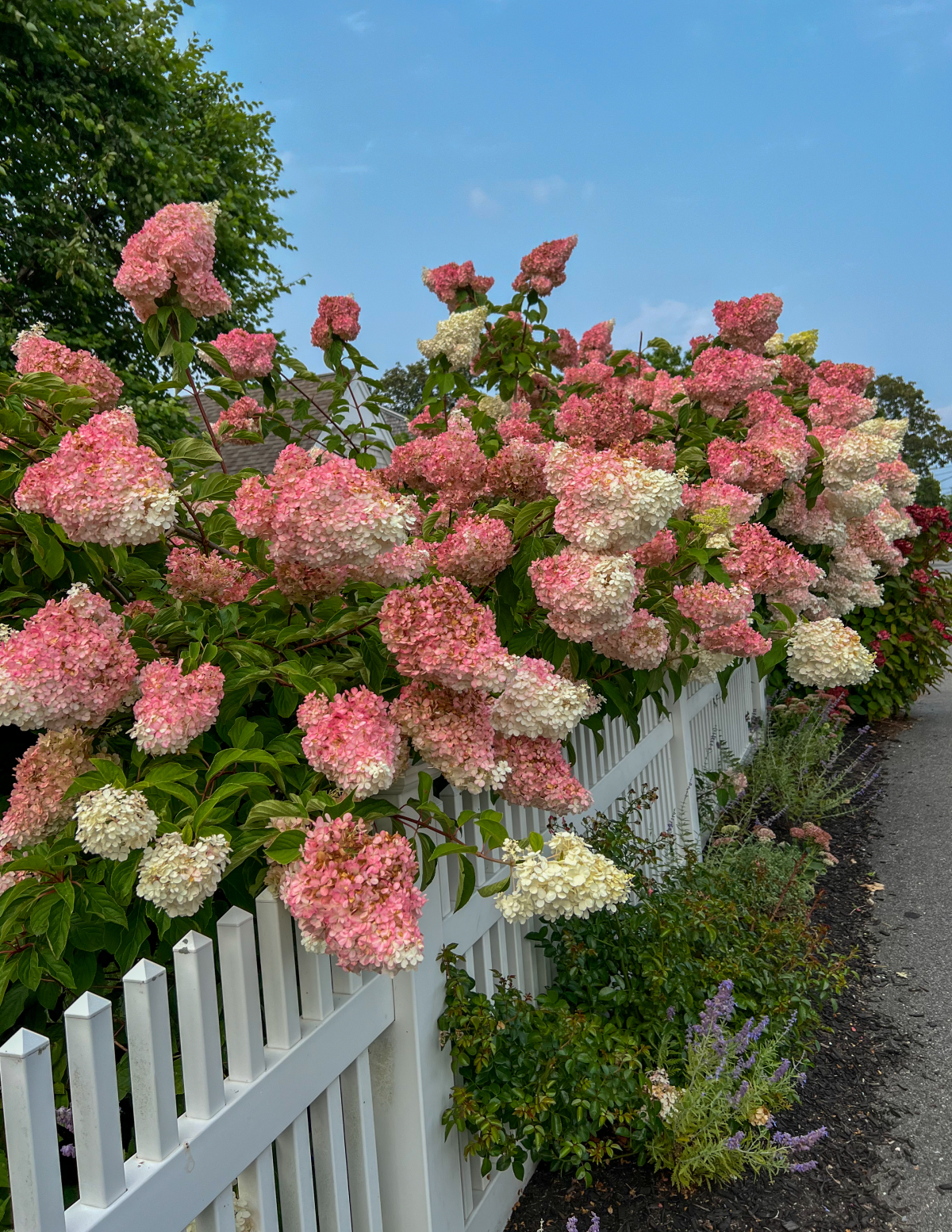 Vanilla Strawberry™ Hydrangea
