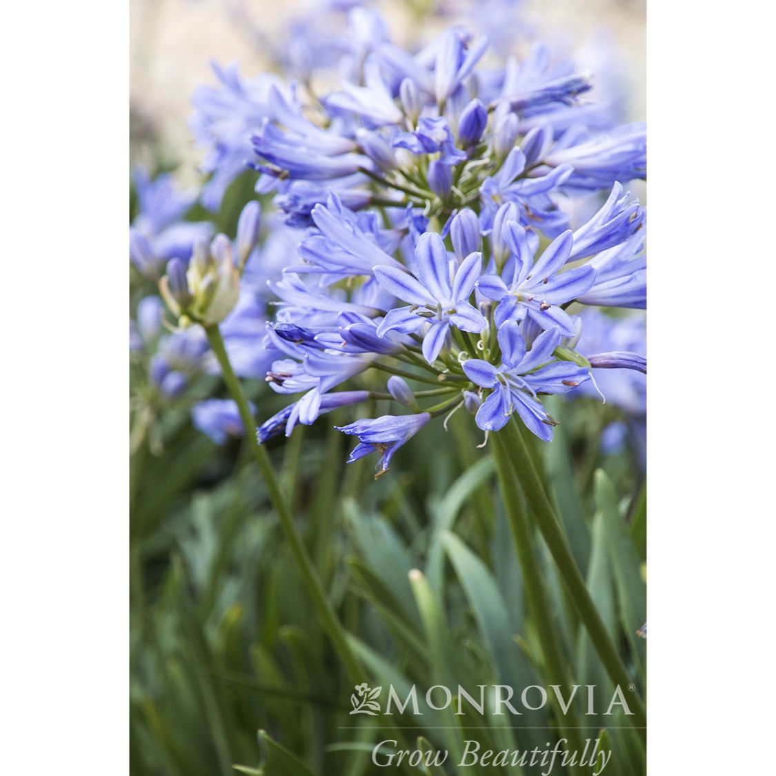 Baby Pete™ Agapanthus
