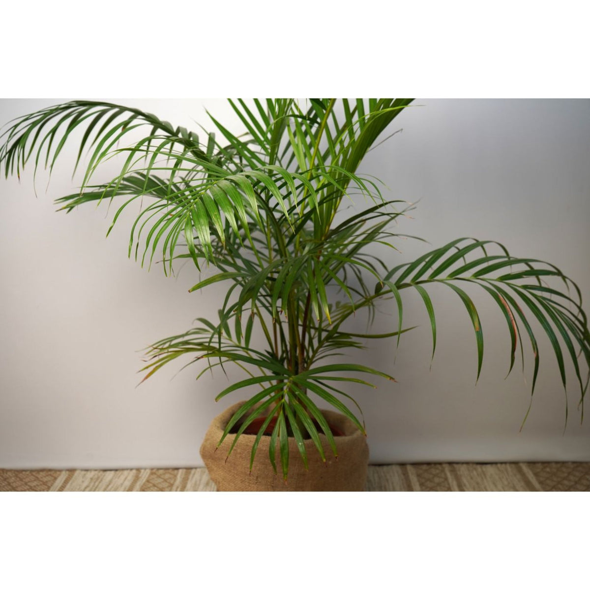 Kentia Palm