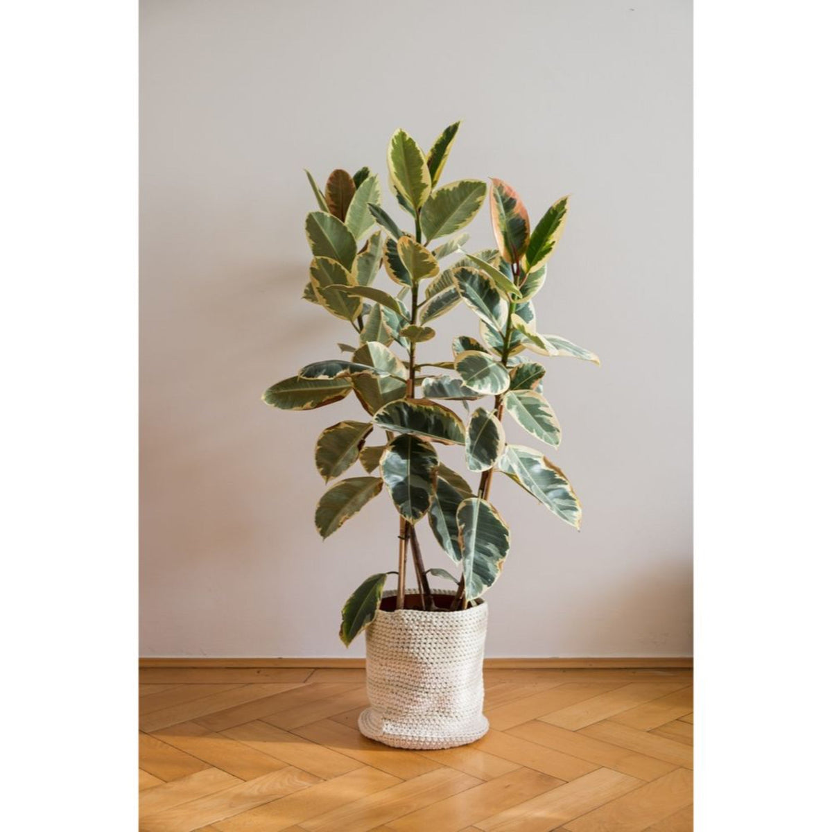 Ficus Tineke Bush