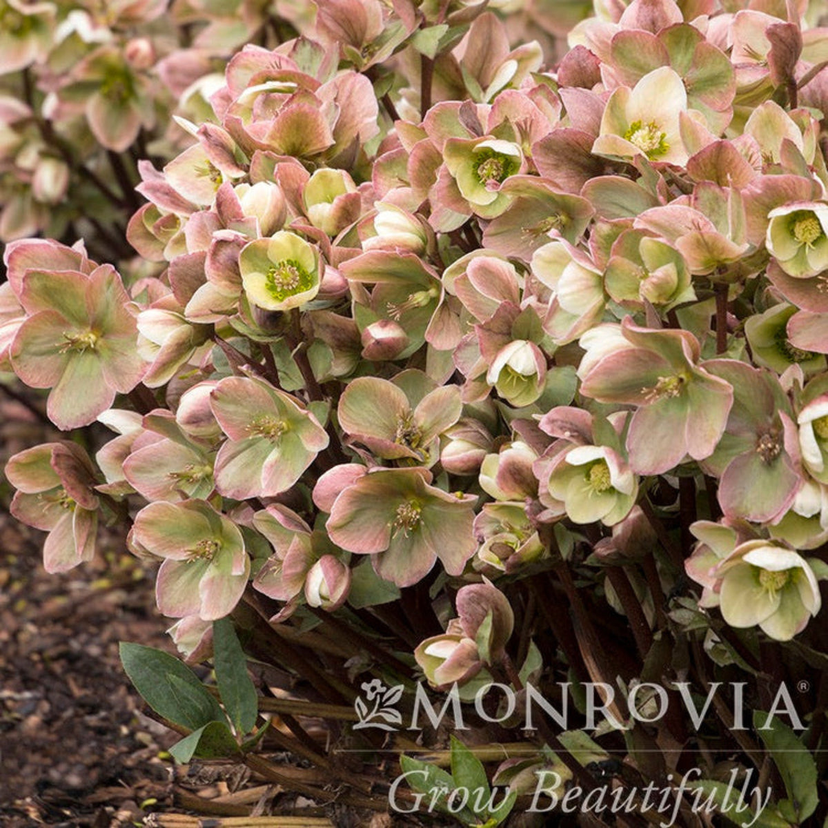 Ivory Prince Hellebore