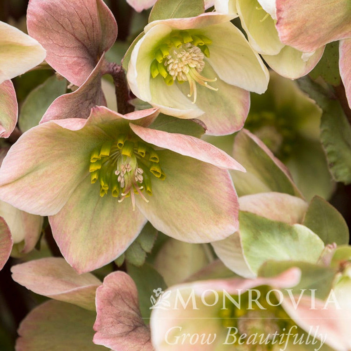 Ivory Prince Hellebore