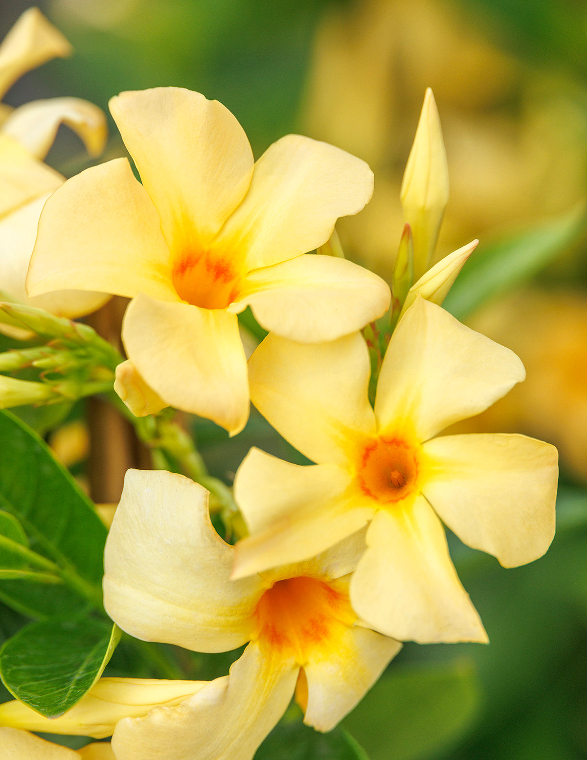 Sun Parasol® Sunbeam Mandevilla