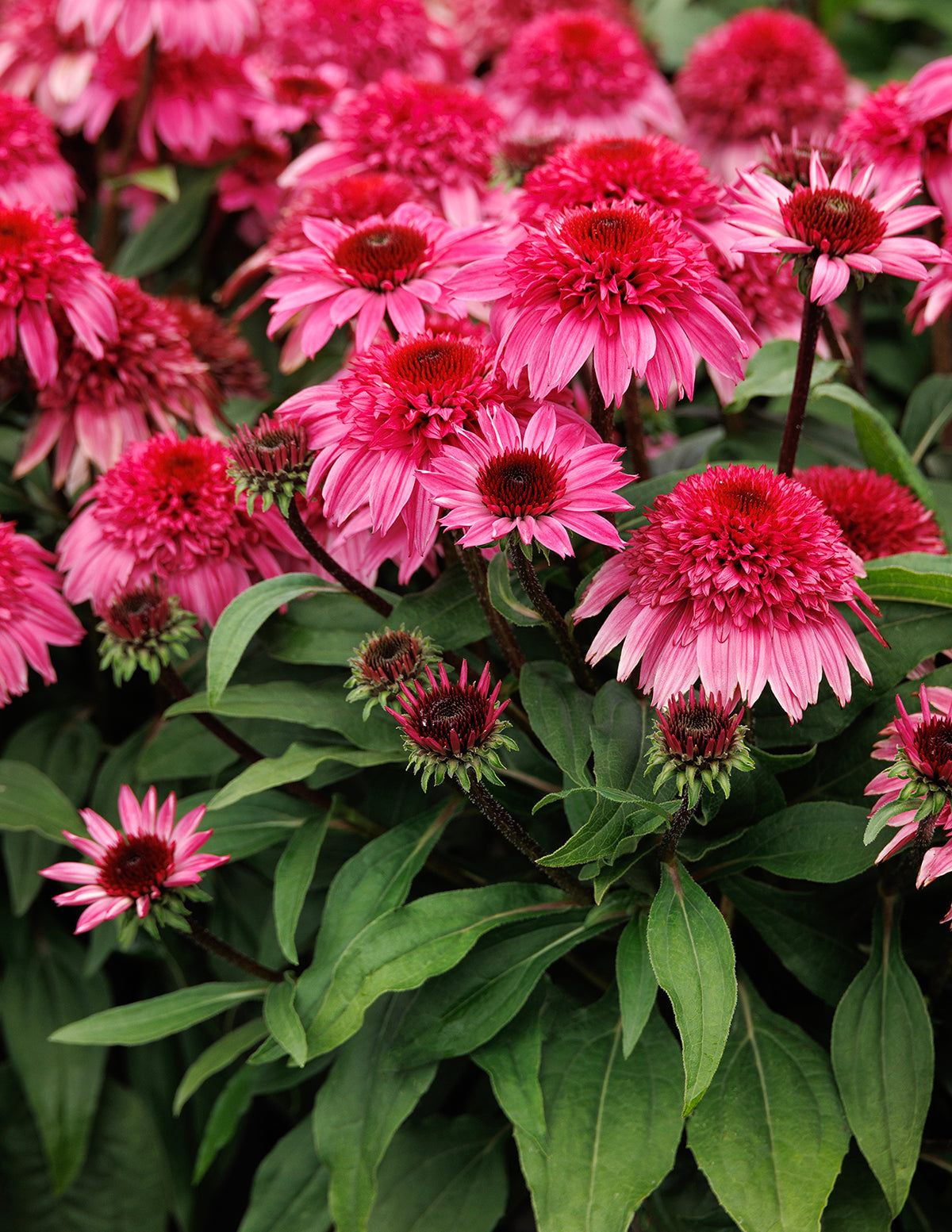 Double Scoop™ Watermelon Deluxe Coneflower
