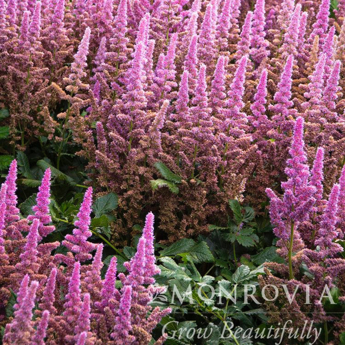 Vision in Pink Astilbe