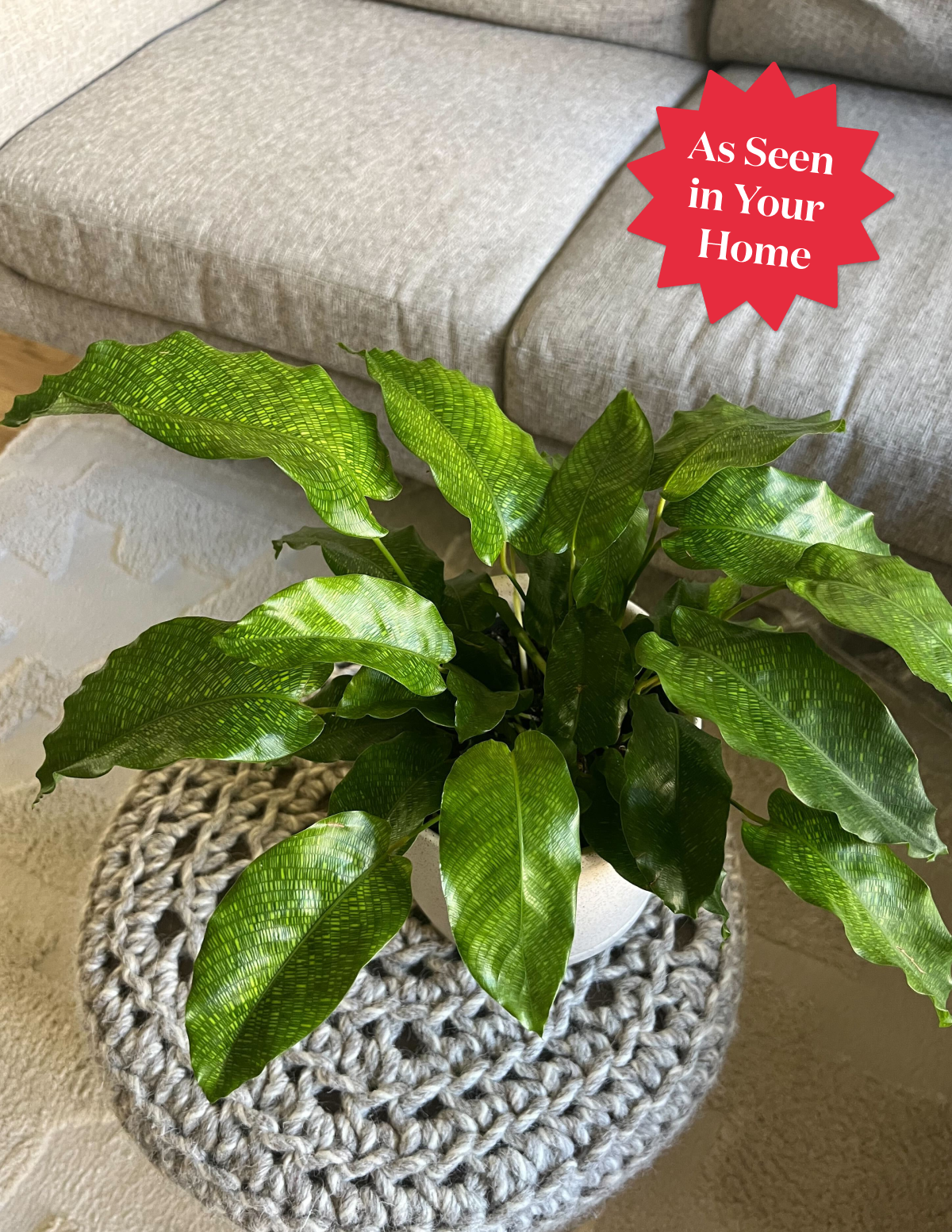 Calathea Network