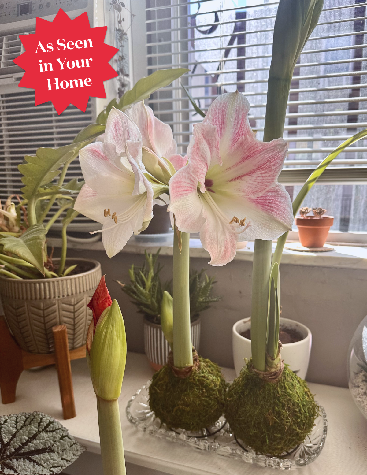 Waxed Amaryllis Bulb