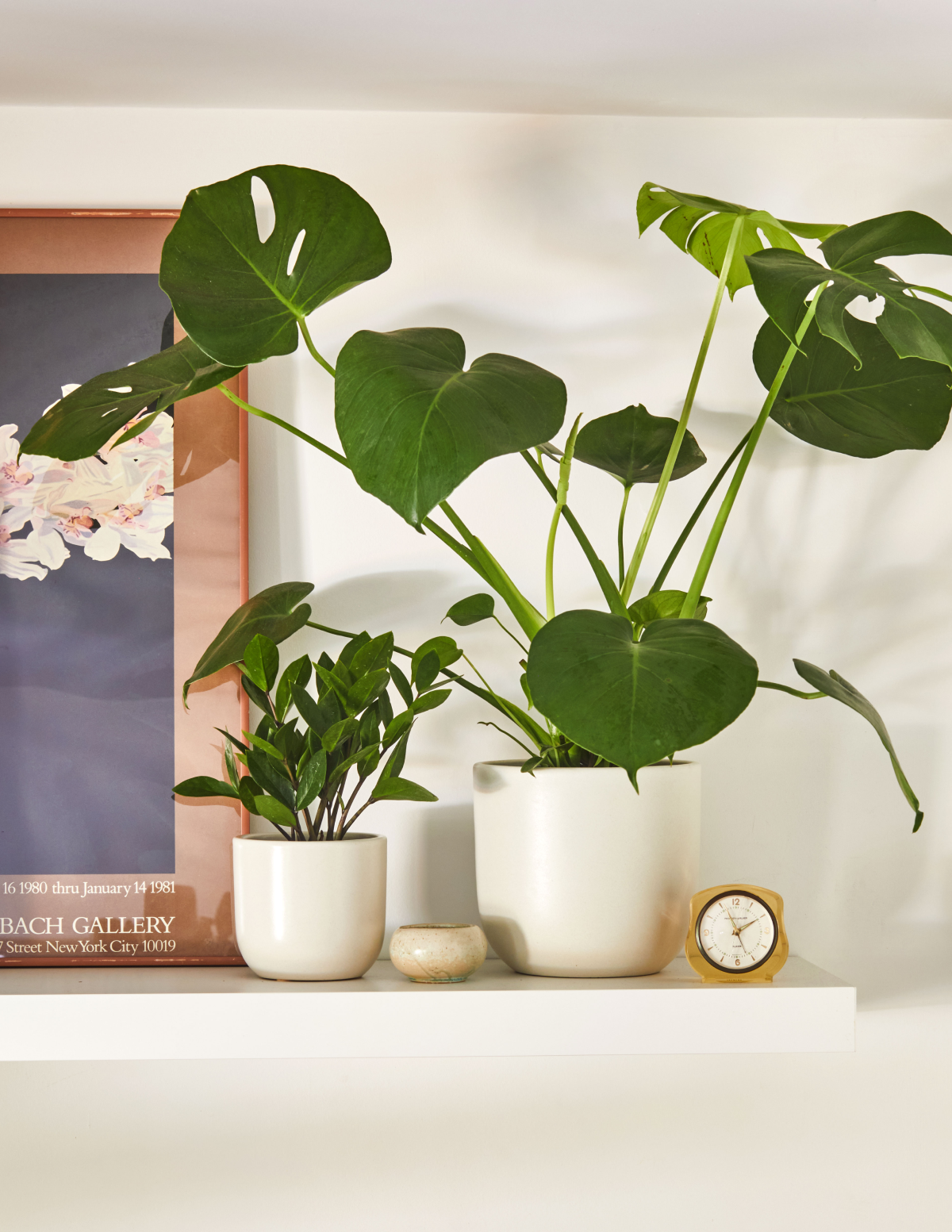 ZZ Plant