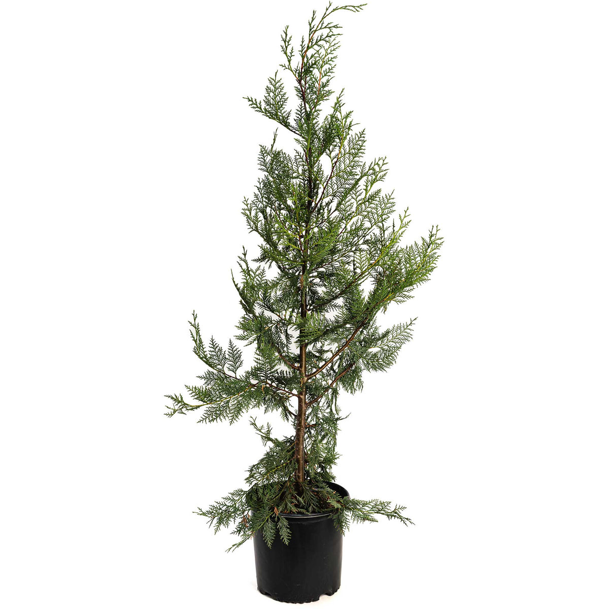 Leyland Cypress Tree