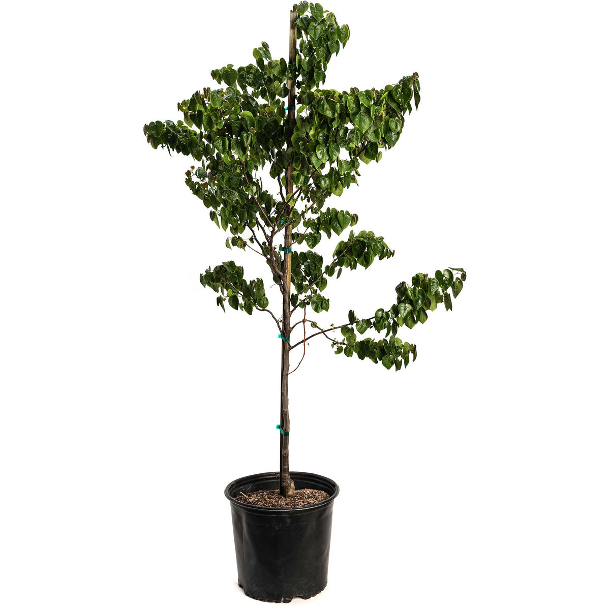 Garden Gems® Emerald Redbud