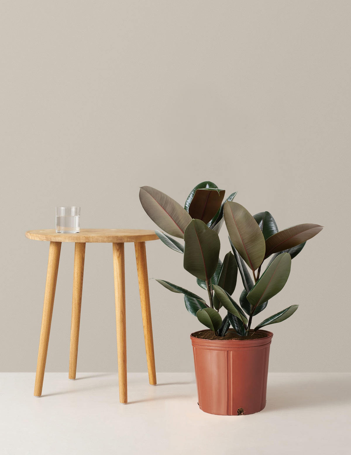 Ficus Burgundy Rubber Plant