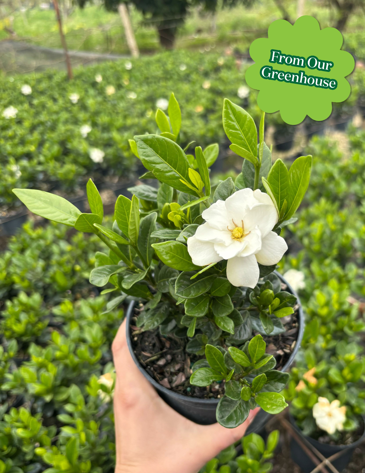 Gardenia Bush