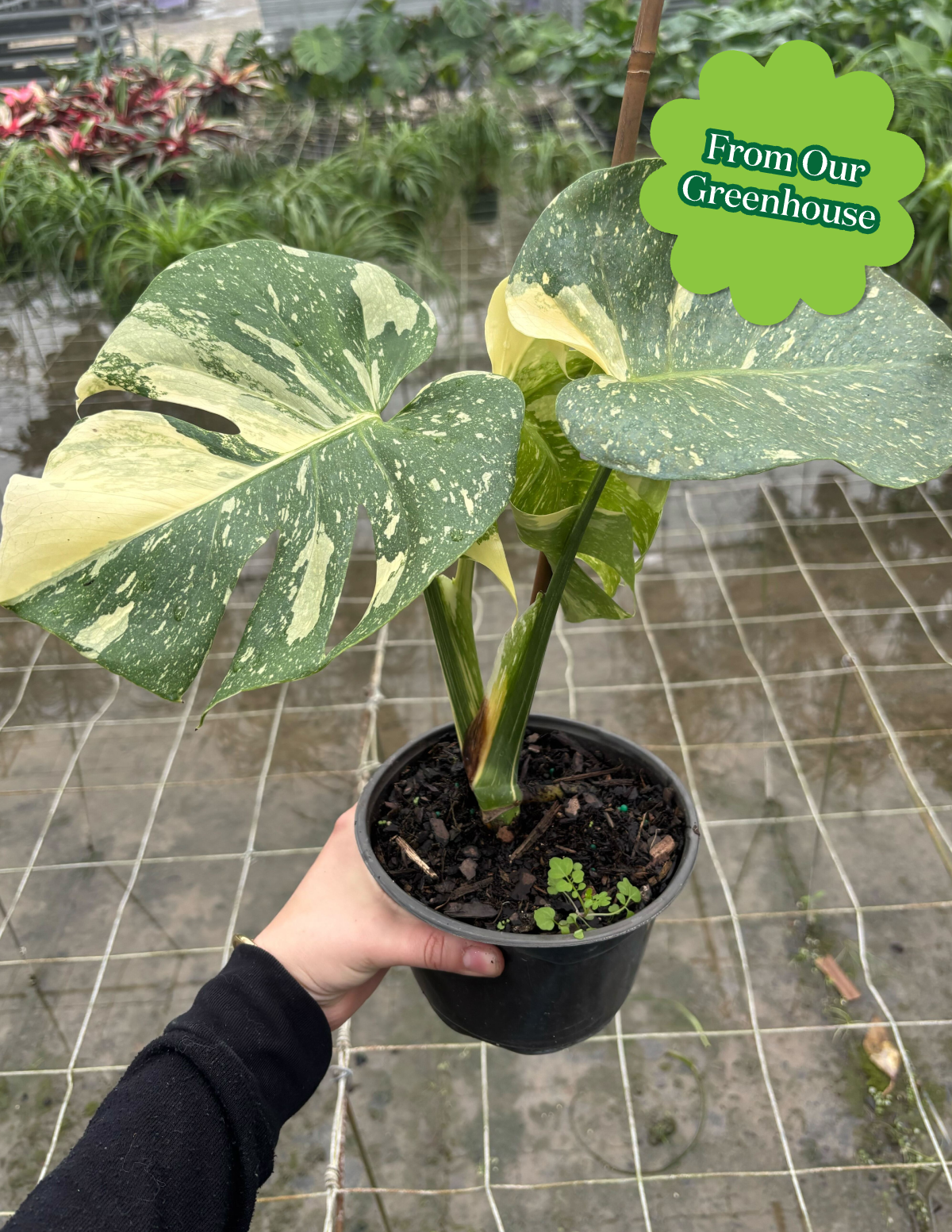 Monstera Thai Constellation