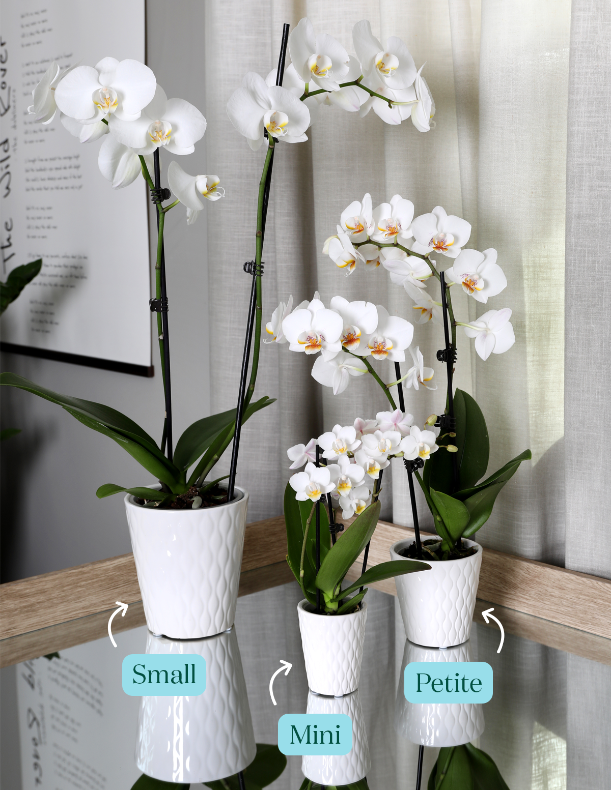 Petite Purple Orchid