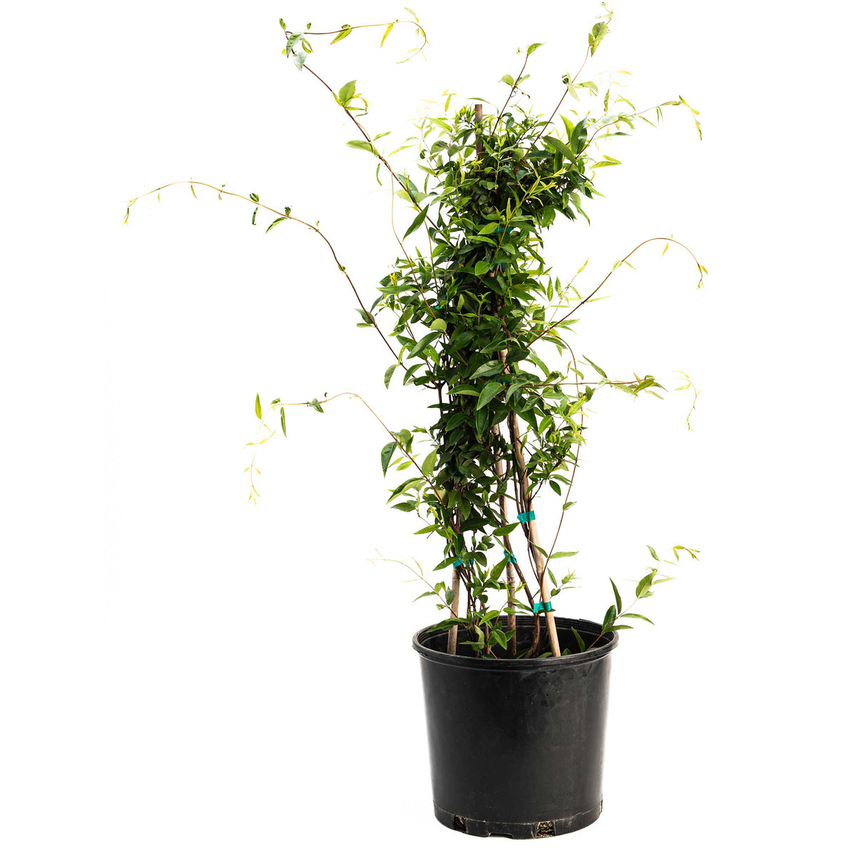 Carolina Jasmine