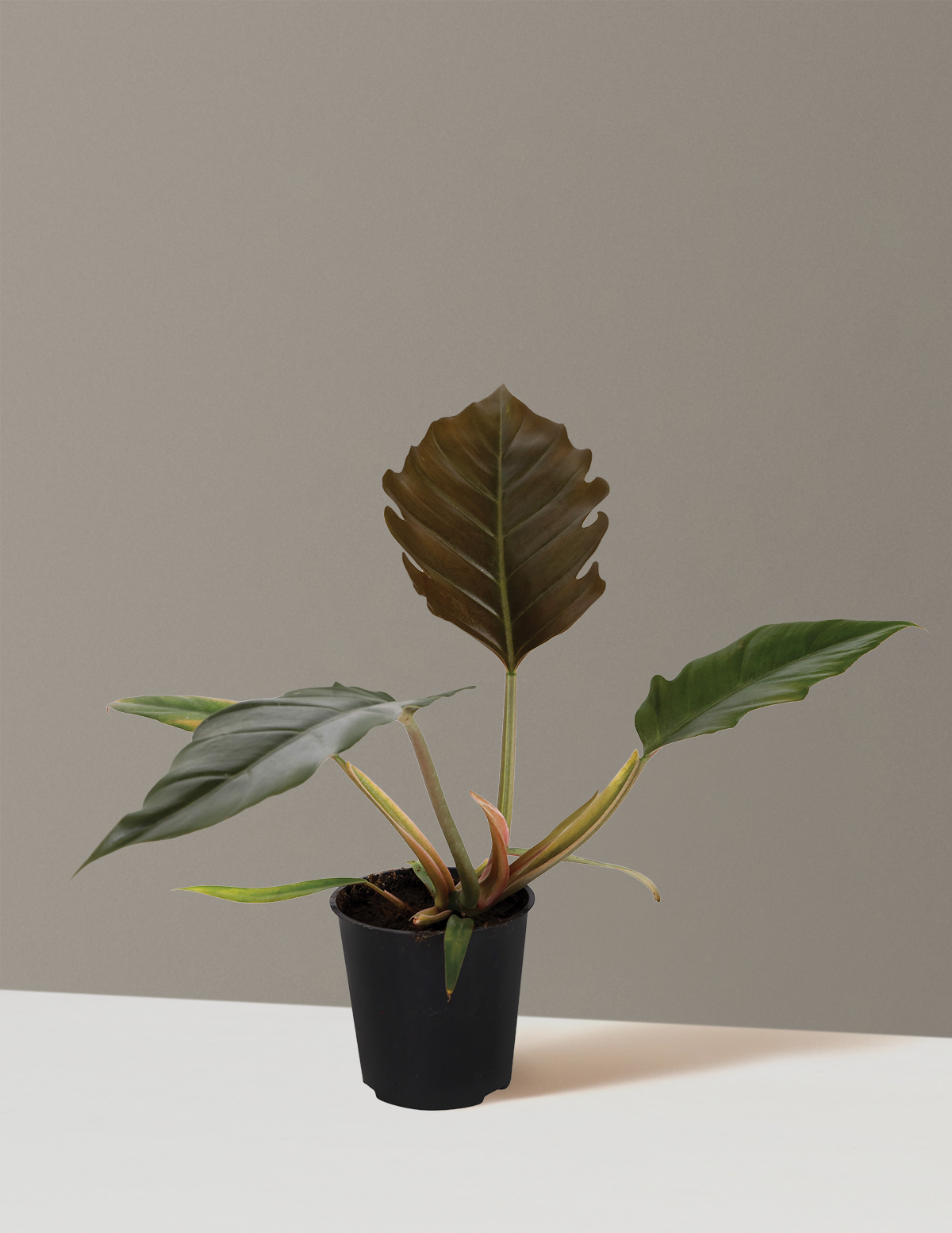 Philodendron Pluto