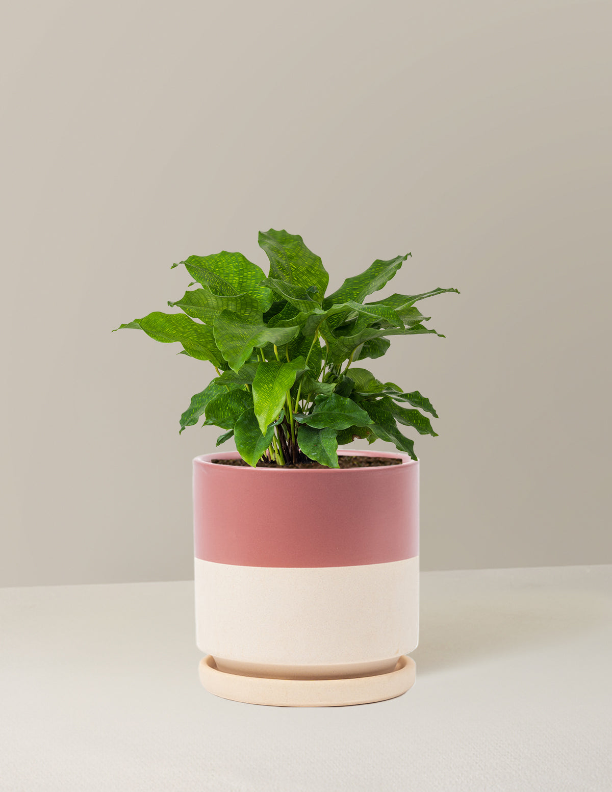 Calathea Network