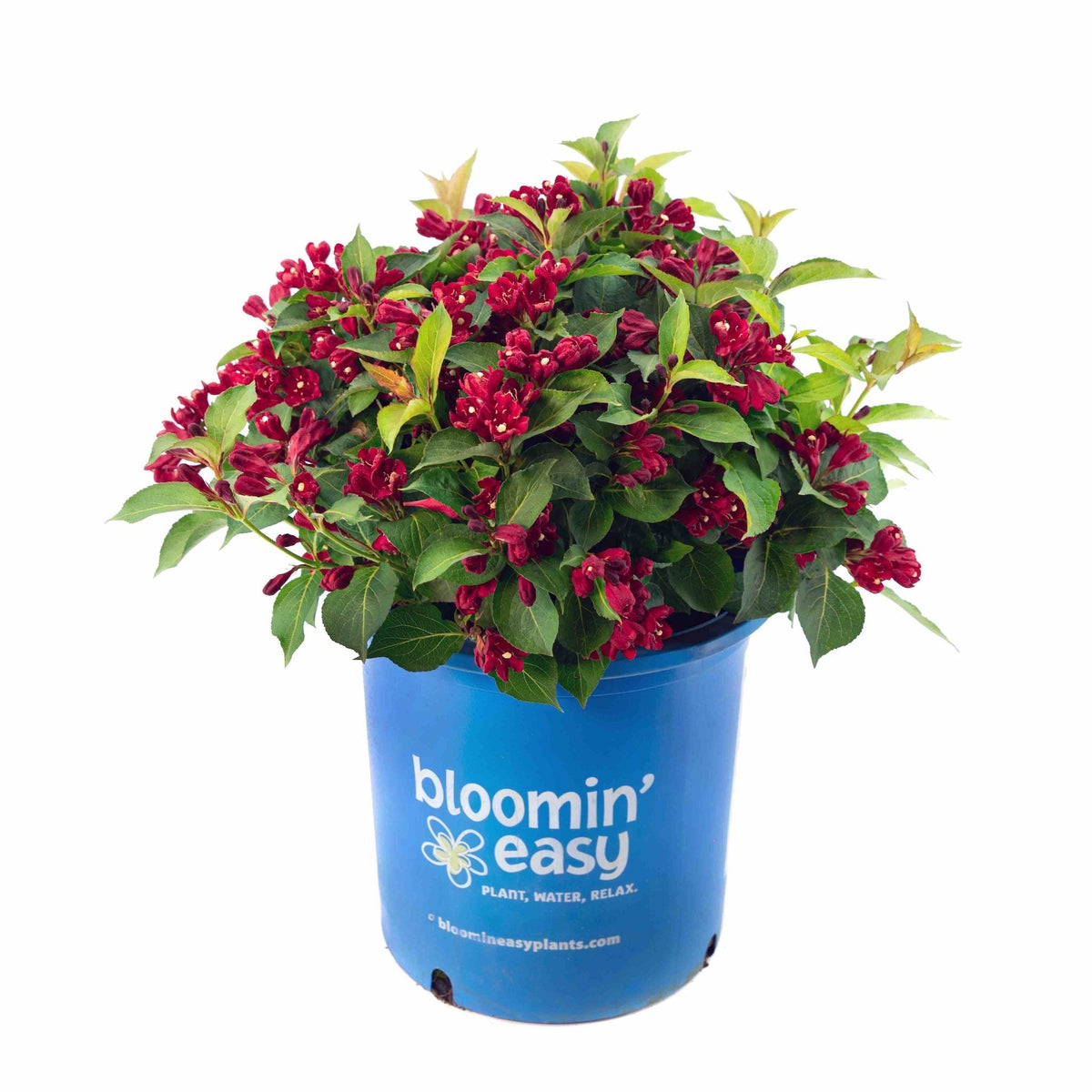 Maroon Swoon® Weigela
