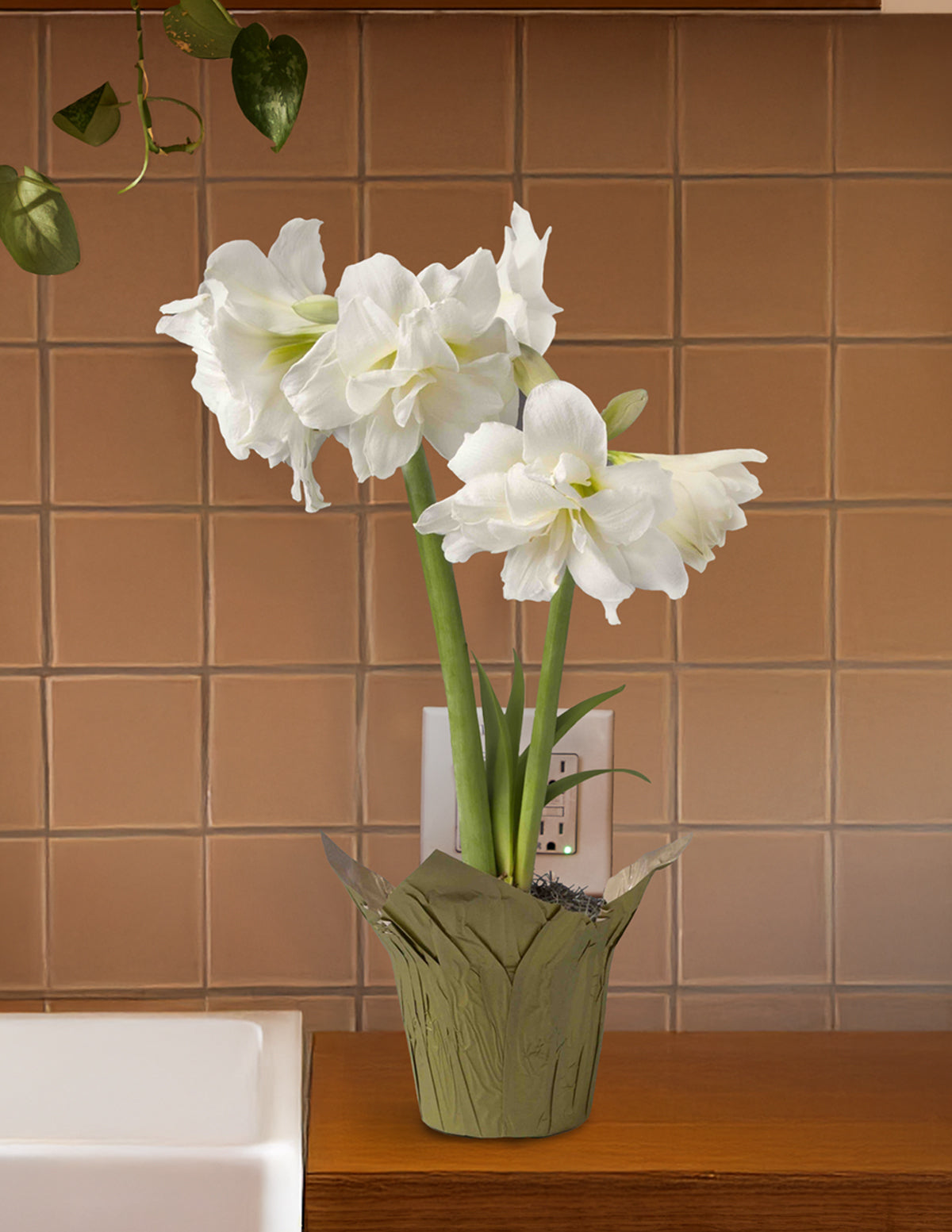 Festive Amaryllis