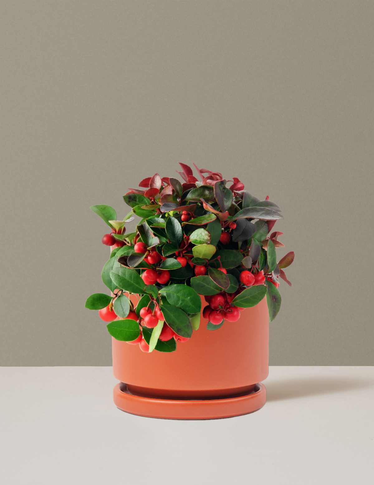 Wintergreen Cherry Berries