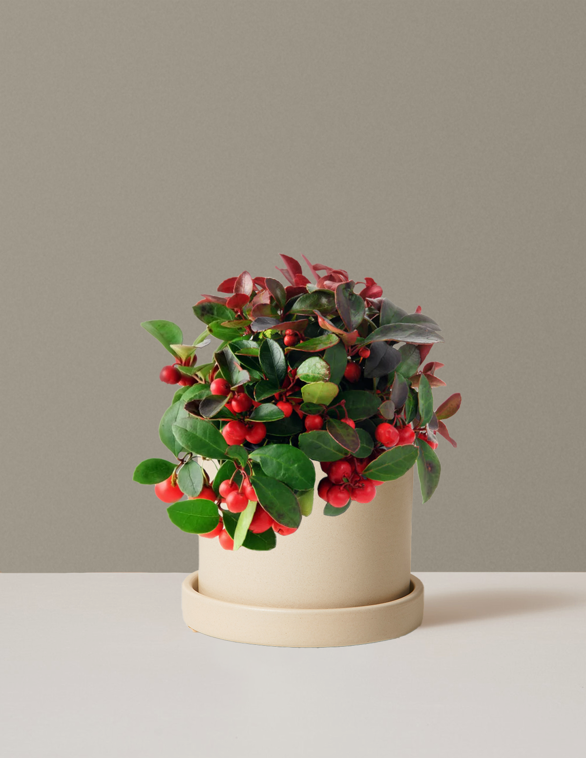 Wintergreen Cherry Berries