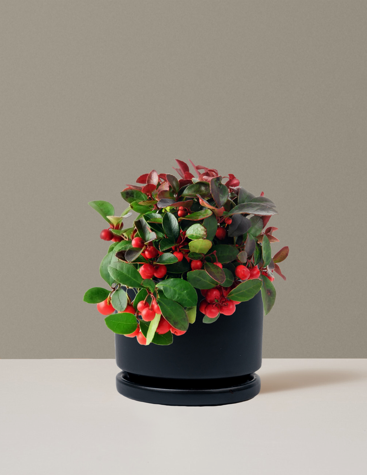 Wintergreen Cherry Berries