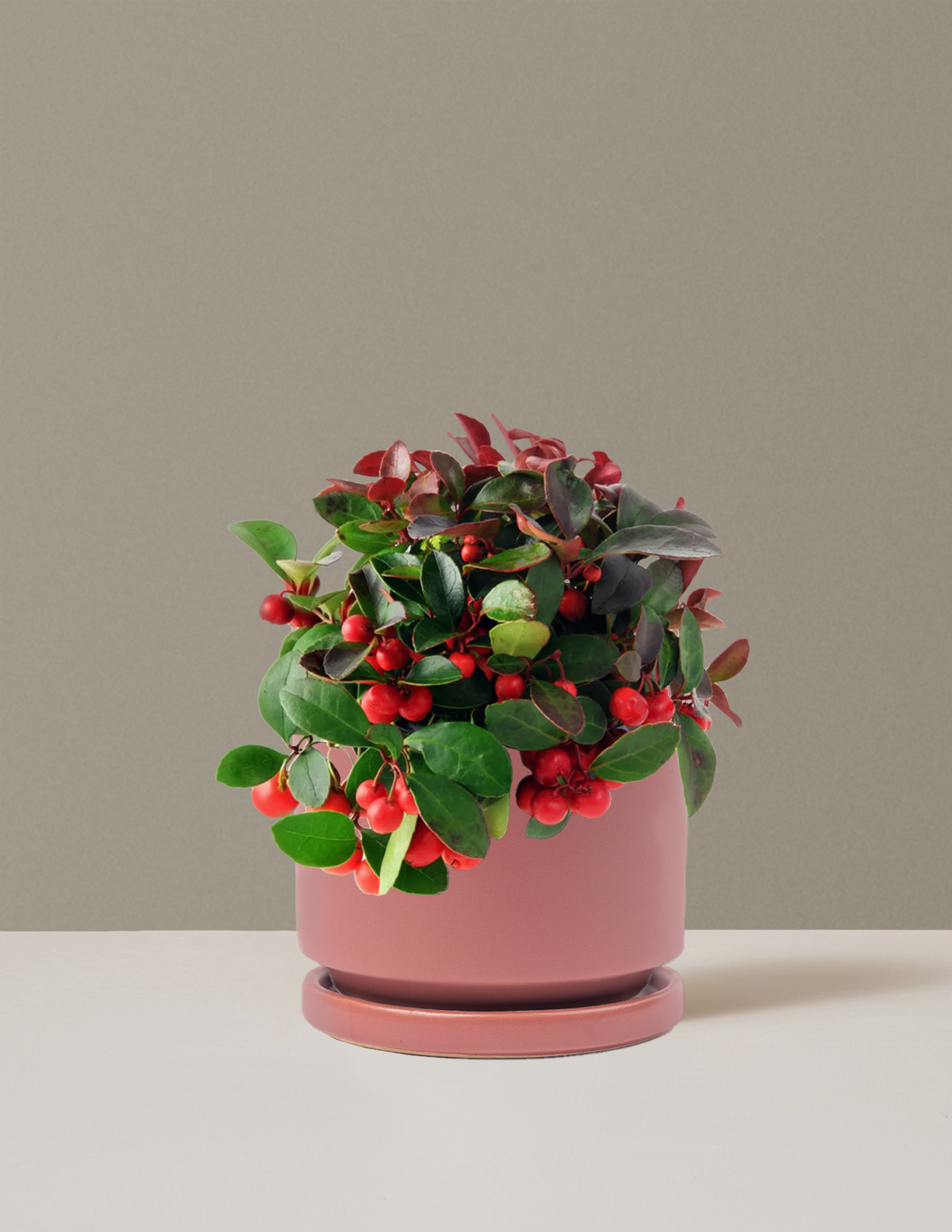 Wintergreen Cherry Berries