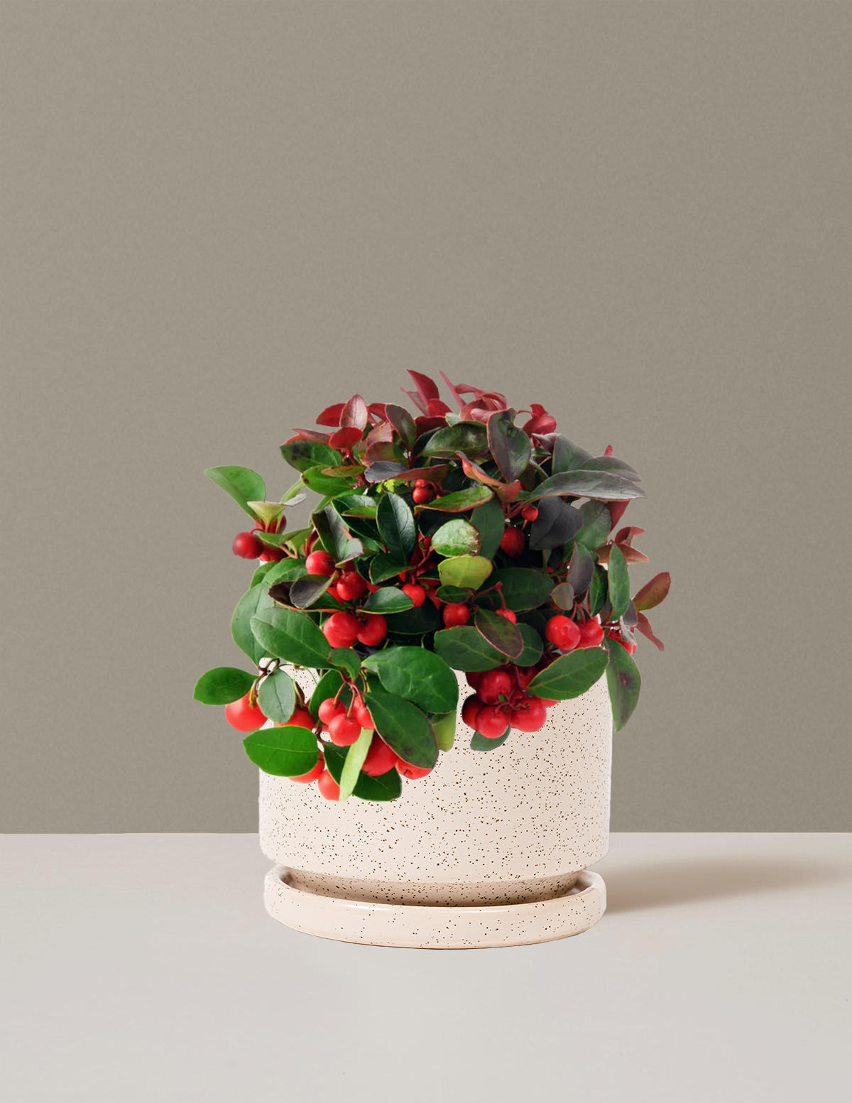 Wintergreen Cherry Berries