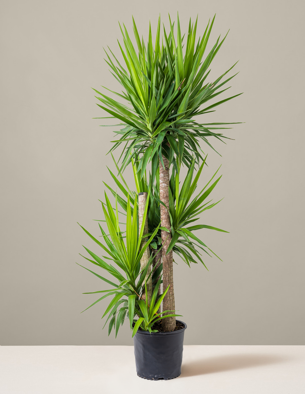 Yucca Plant Multi Stem