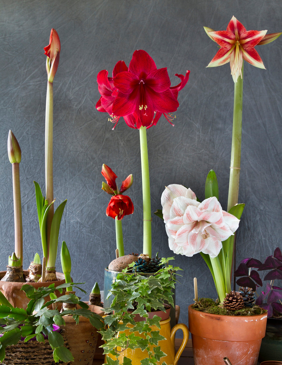 Festive Amaryllis
