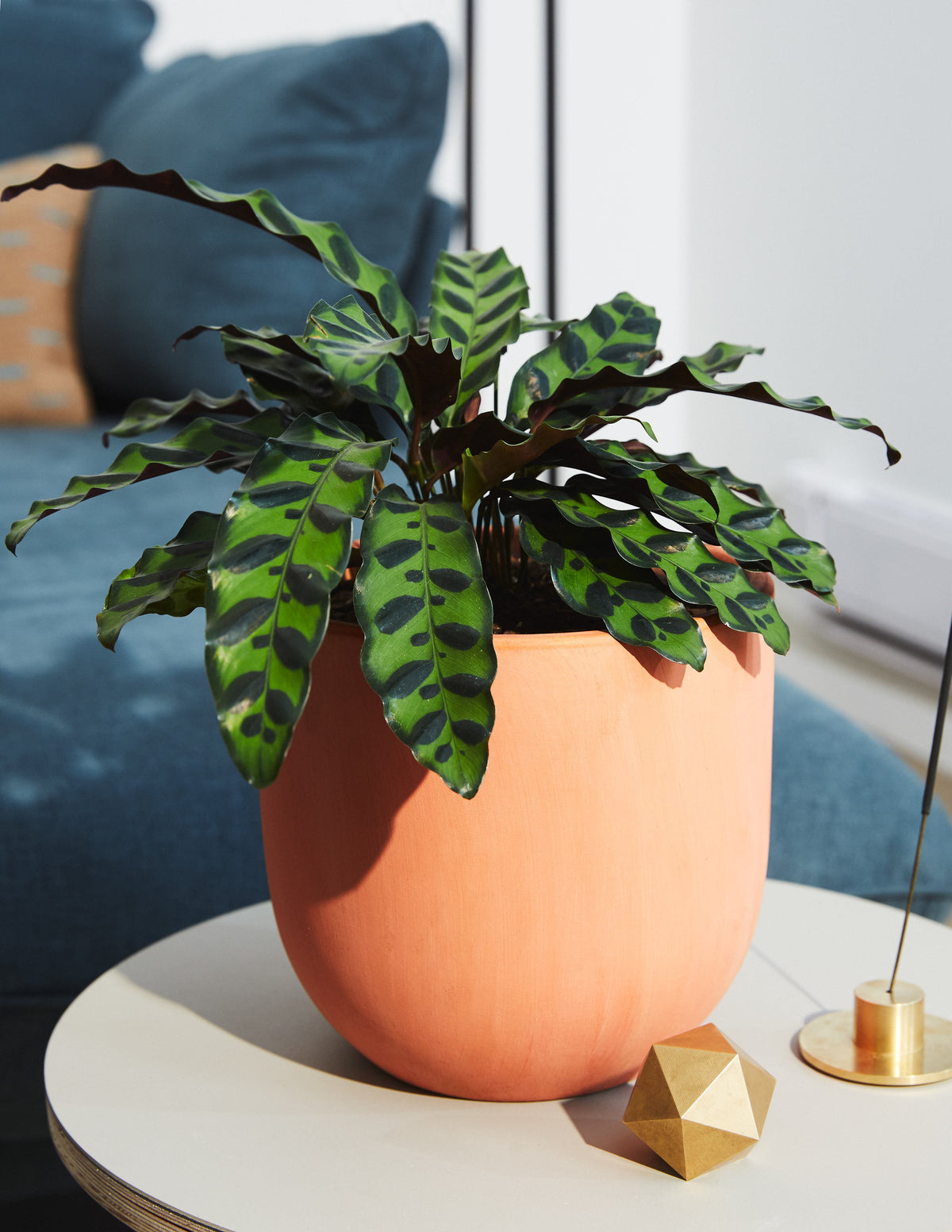 Calathea Rattlesnake