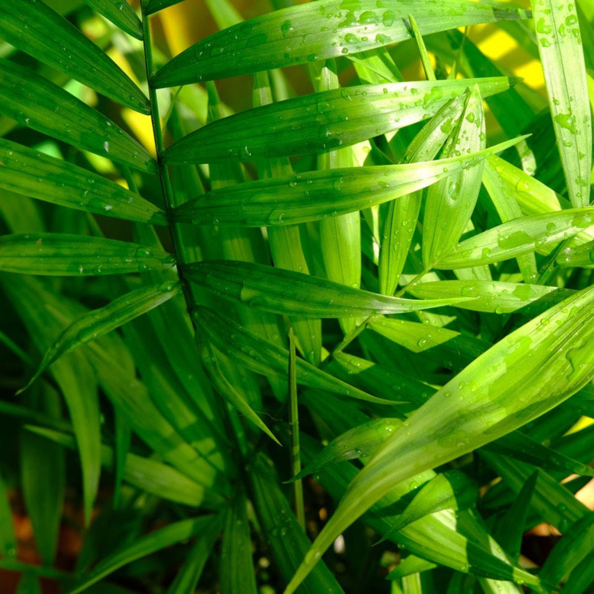 Kentia Palm
