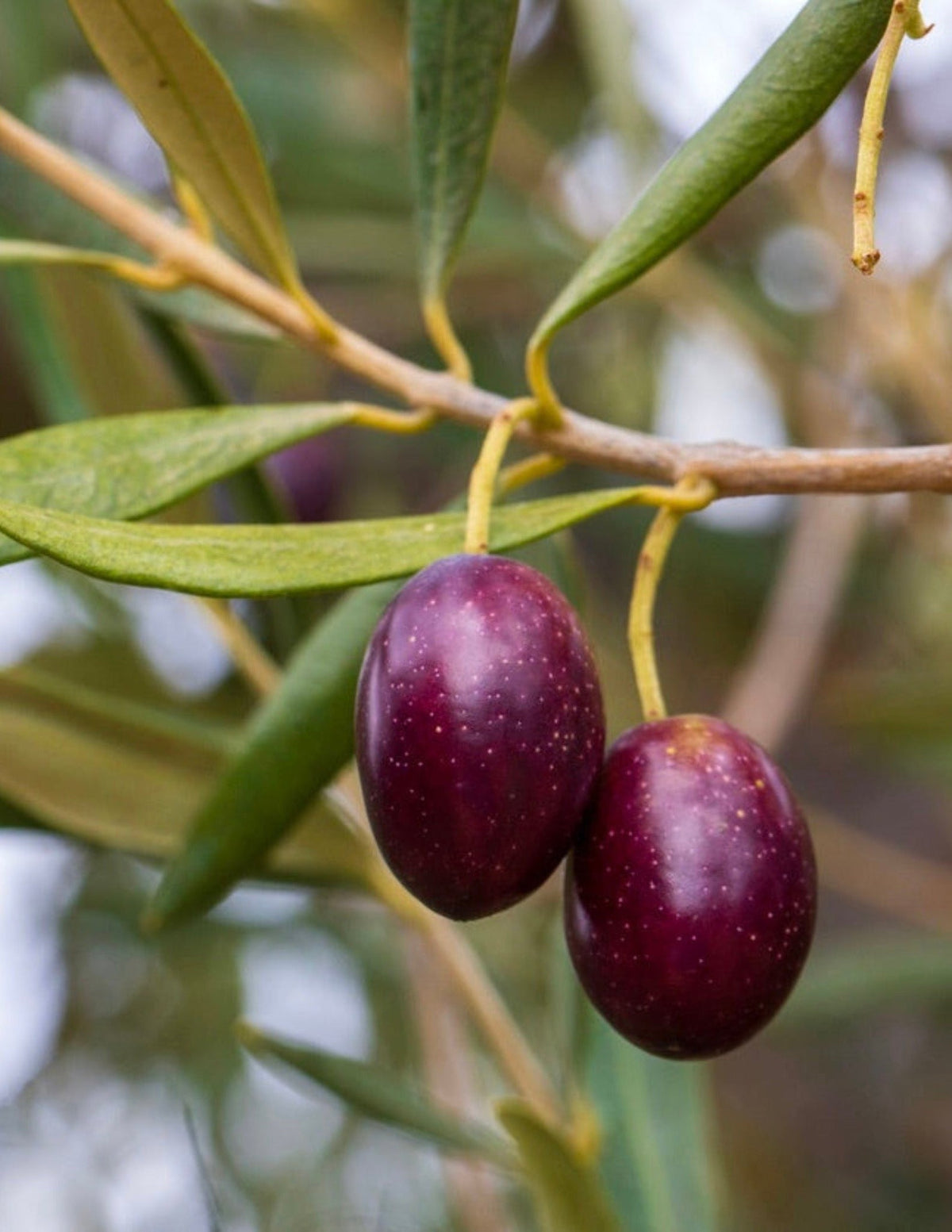 Koroneiki Olive Tree