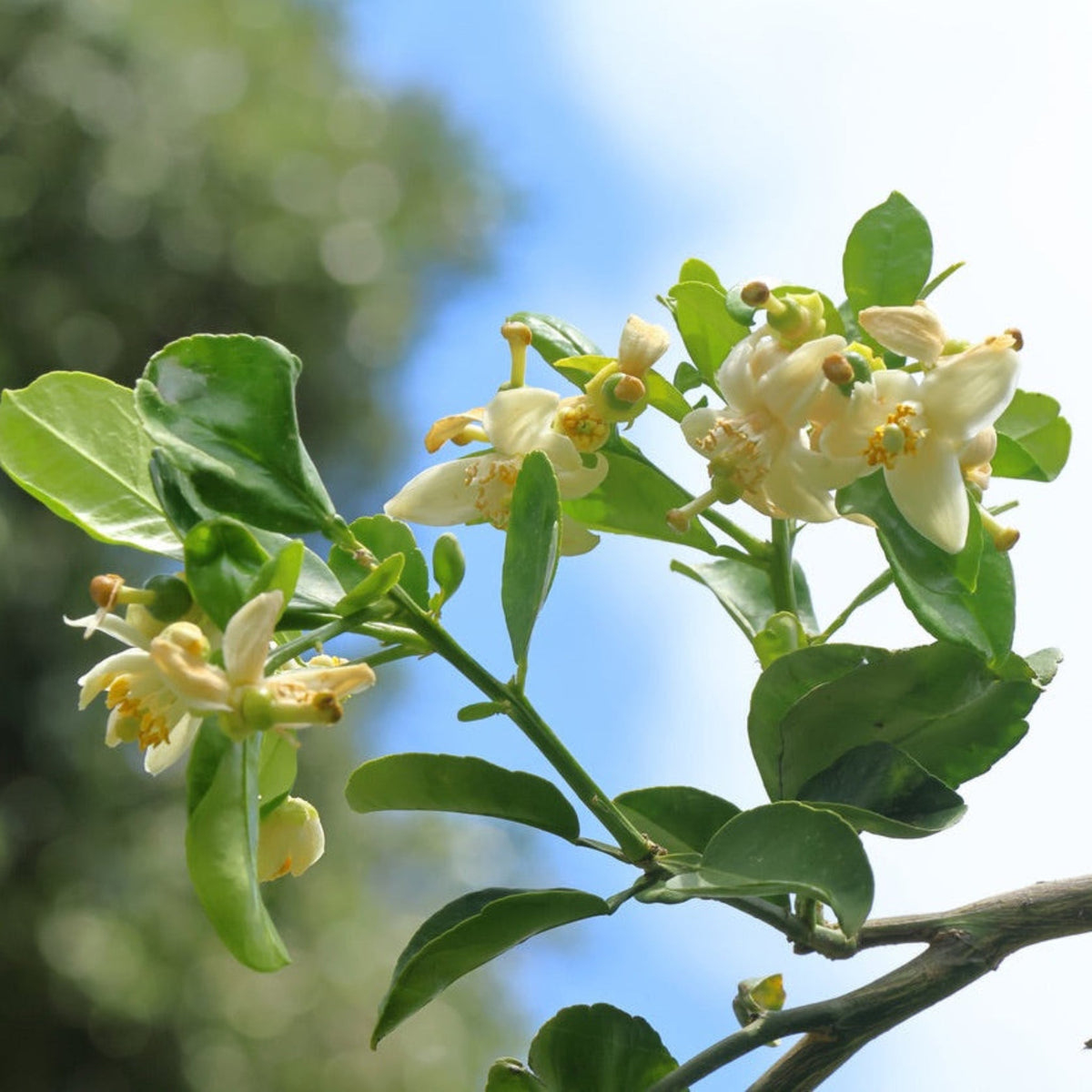 Makrut Lime Tree