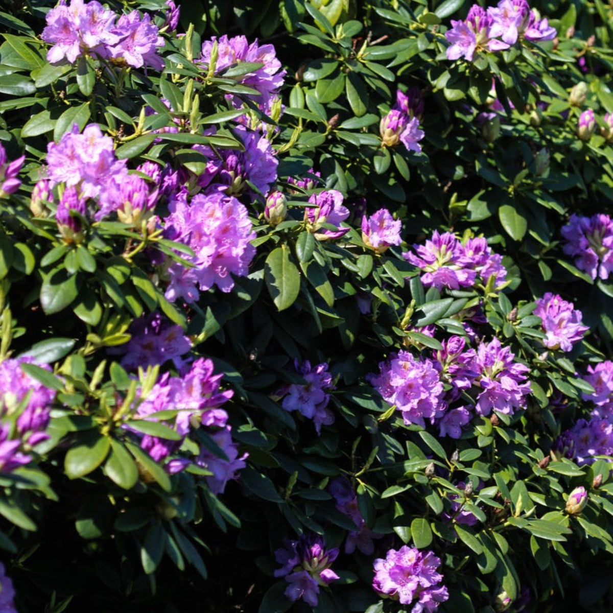 Boursault Catawba Rhododendron