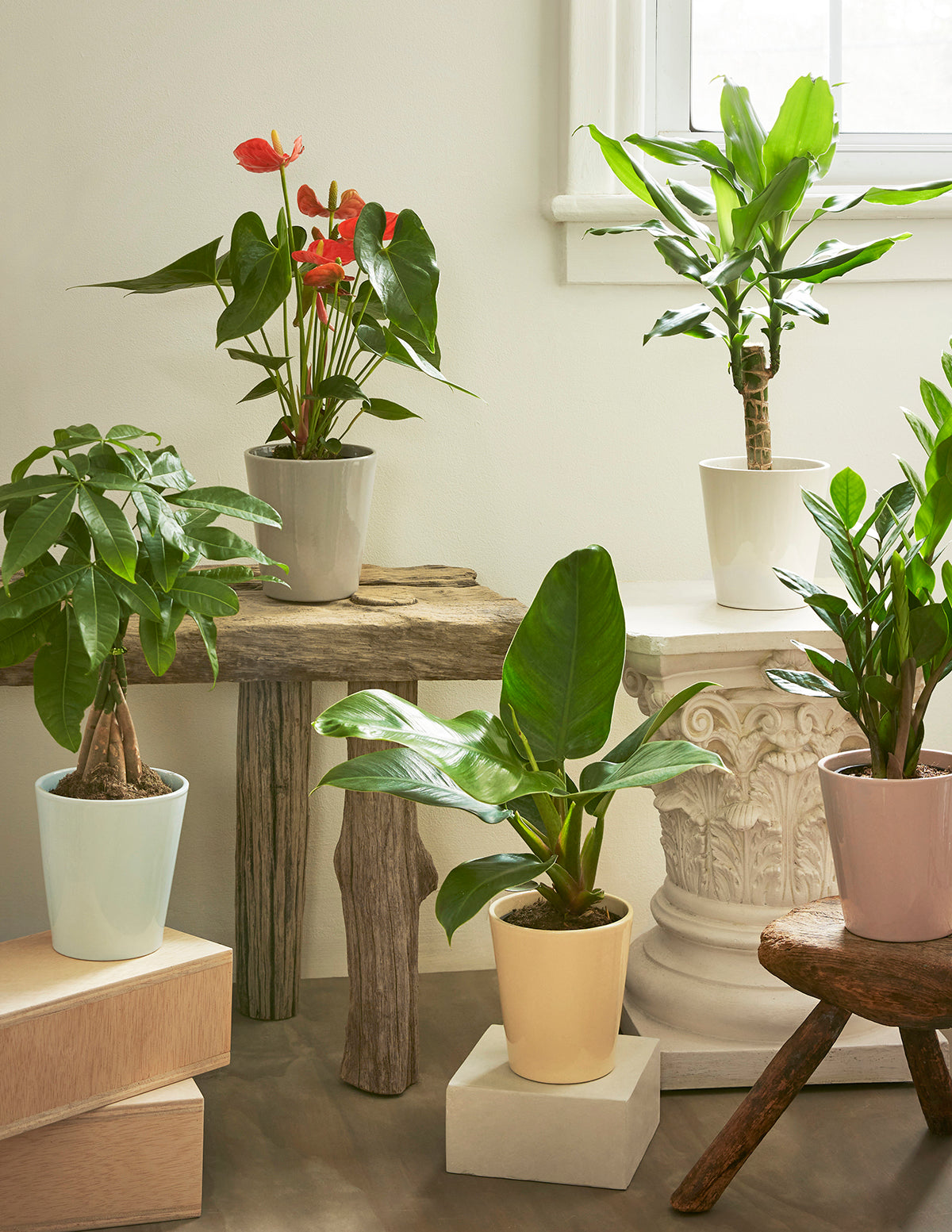 Philodendron Imperial Green