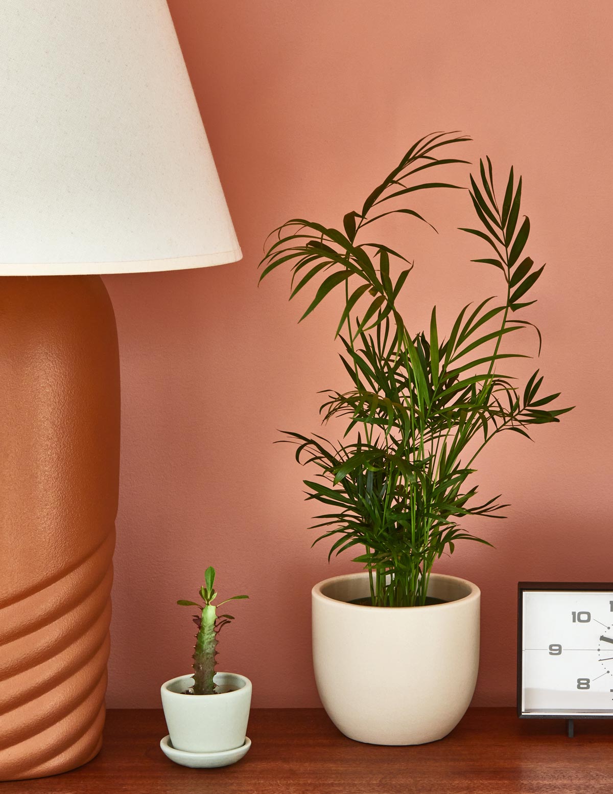 Parlor Palm