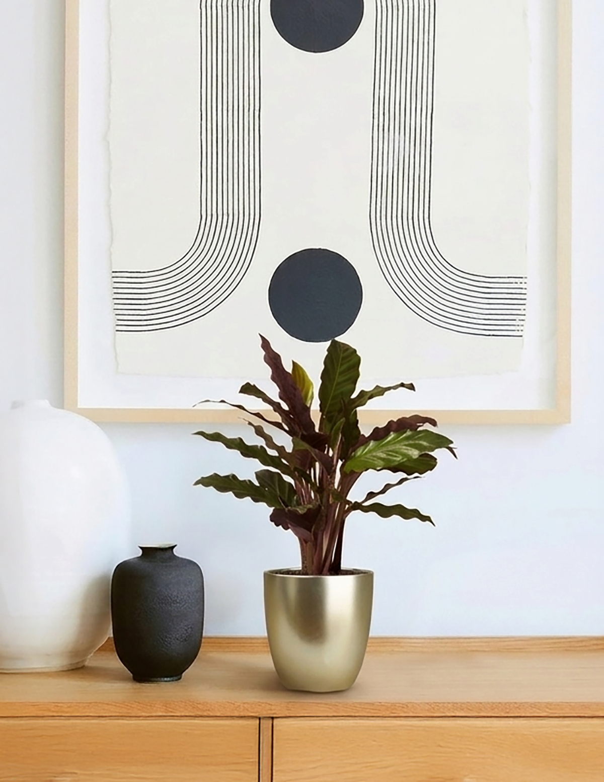 Calathea Wavestar