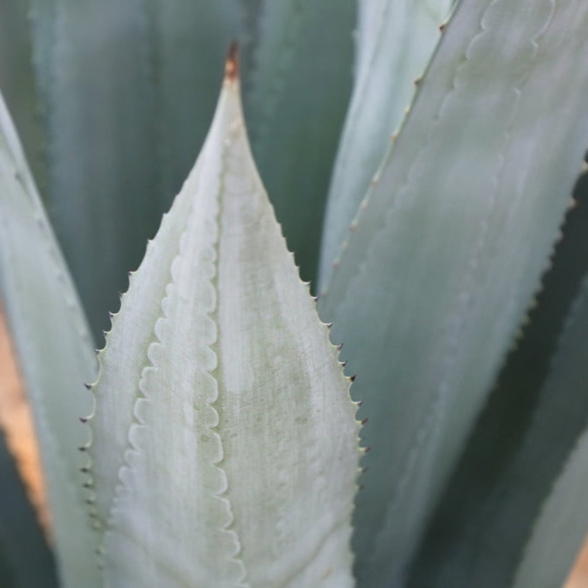 Agave Americana