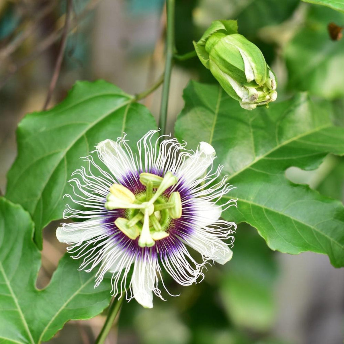 Passion Fruit Vine
