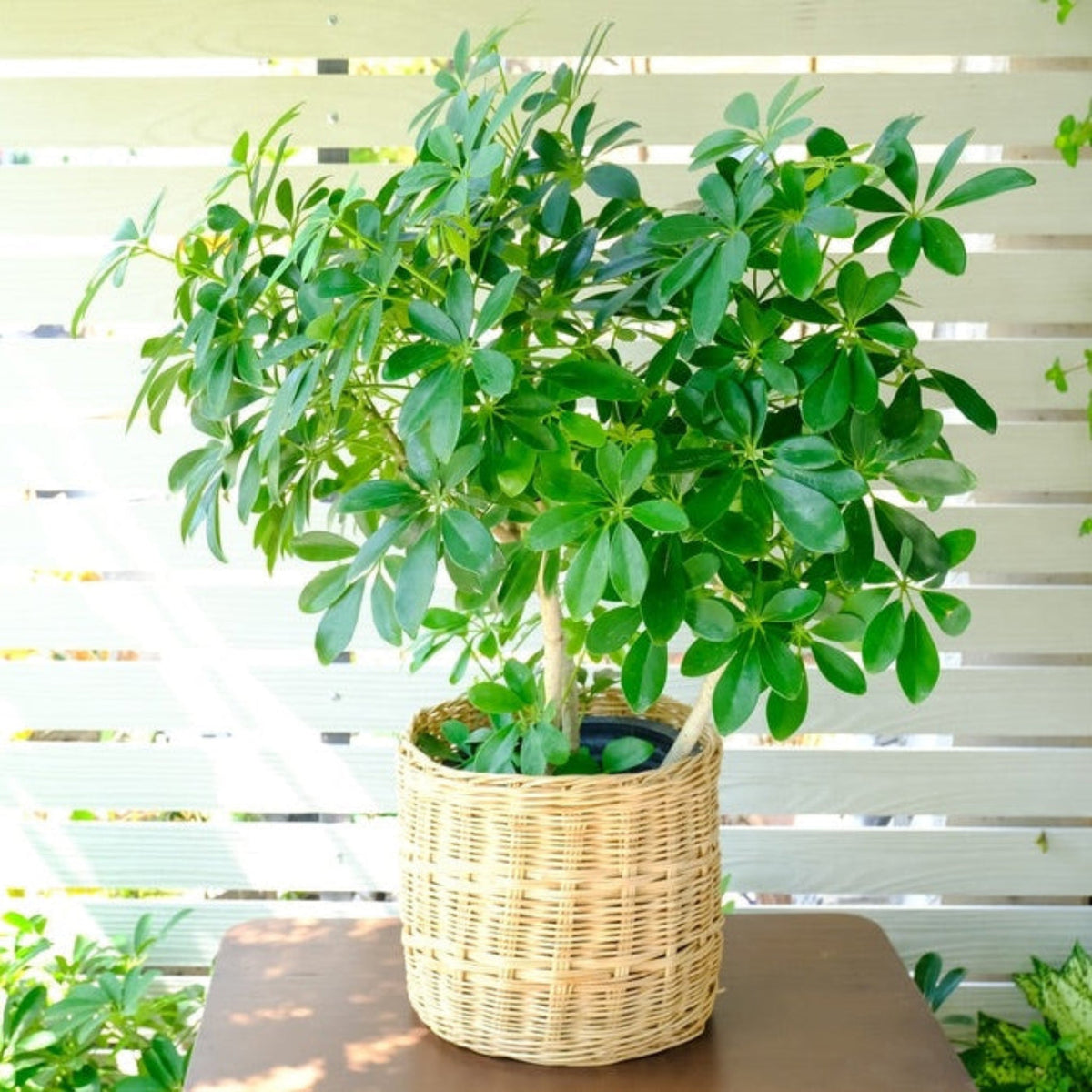 Schefflera Tree