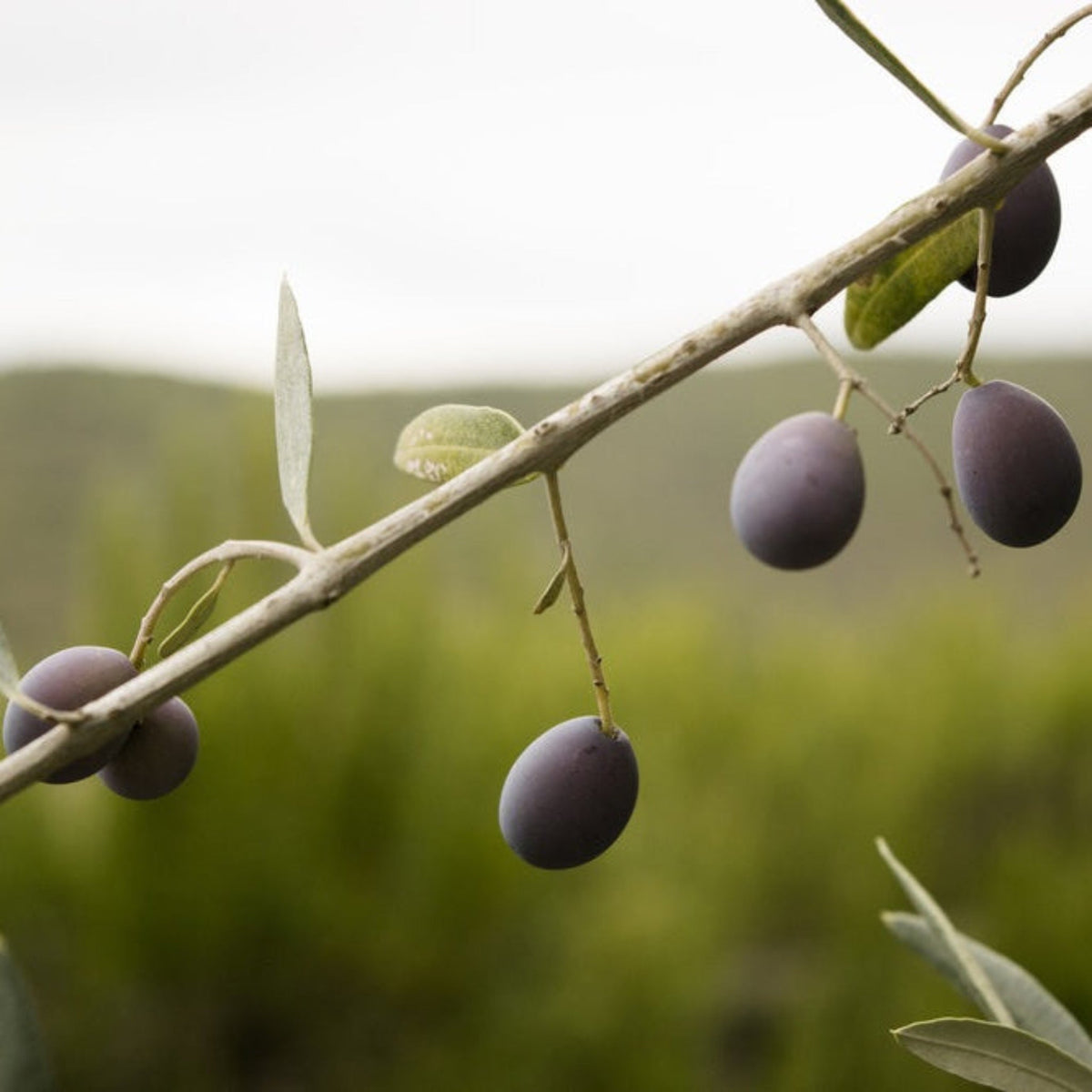 Frantoio Olive Tree