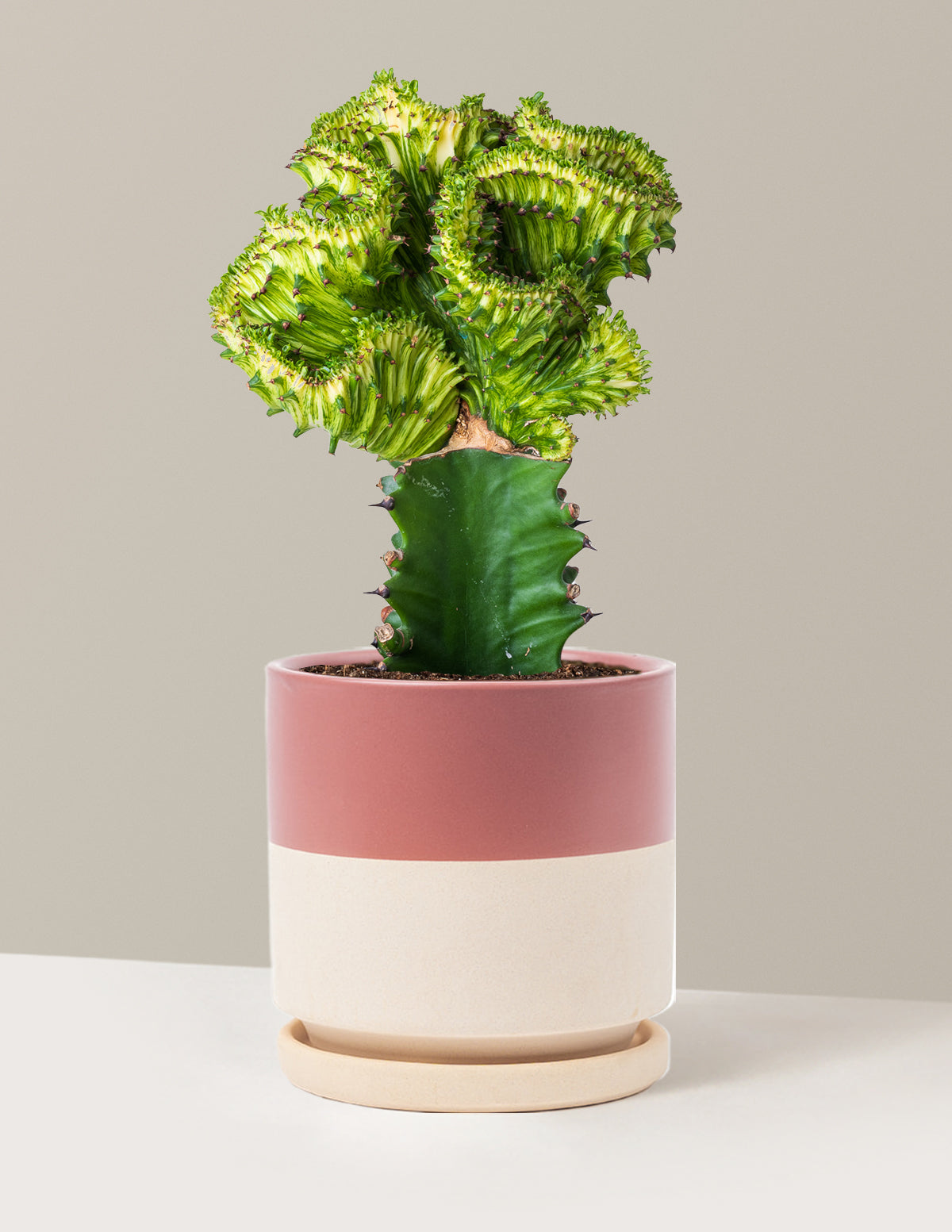 Mermaid Tail Cactus