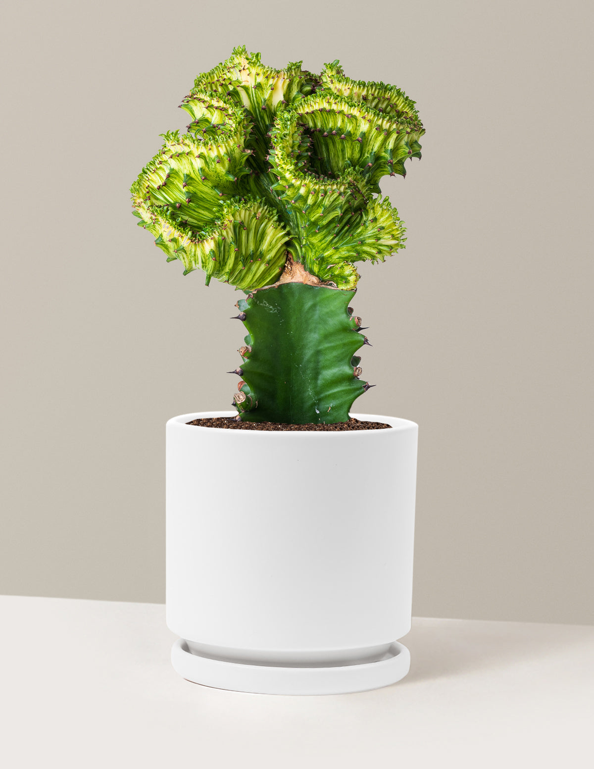 Mermaid Tail Cactus