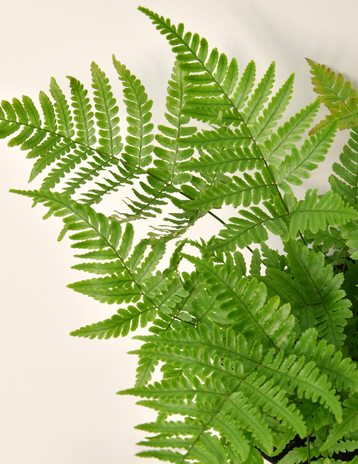 Japanese Shield Fern