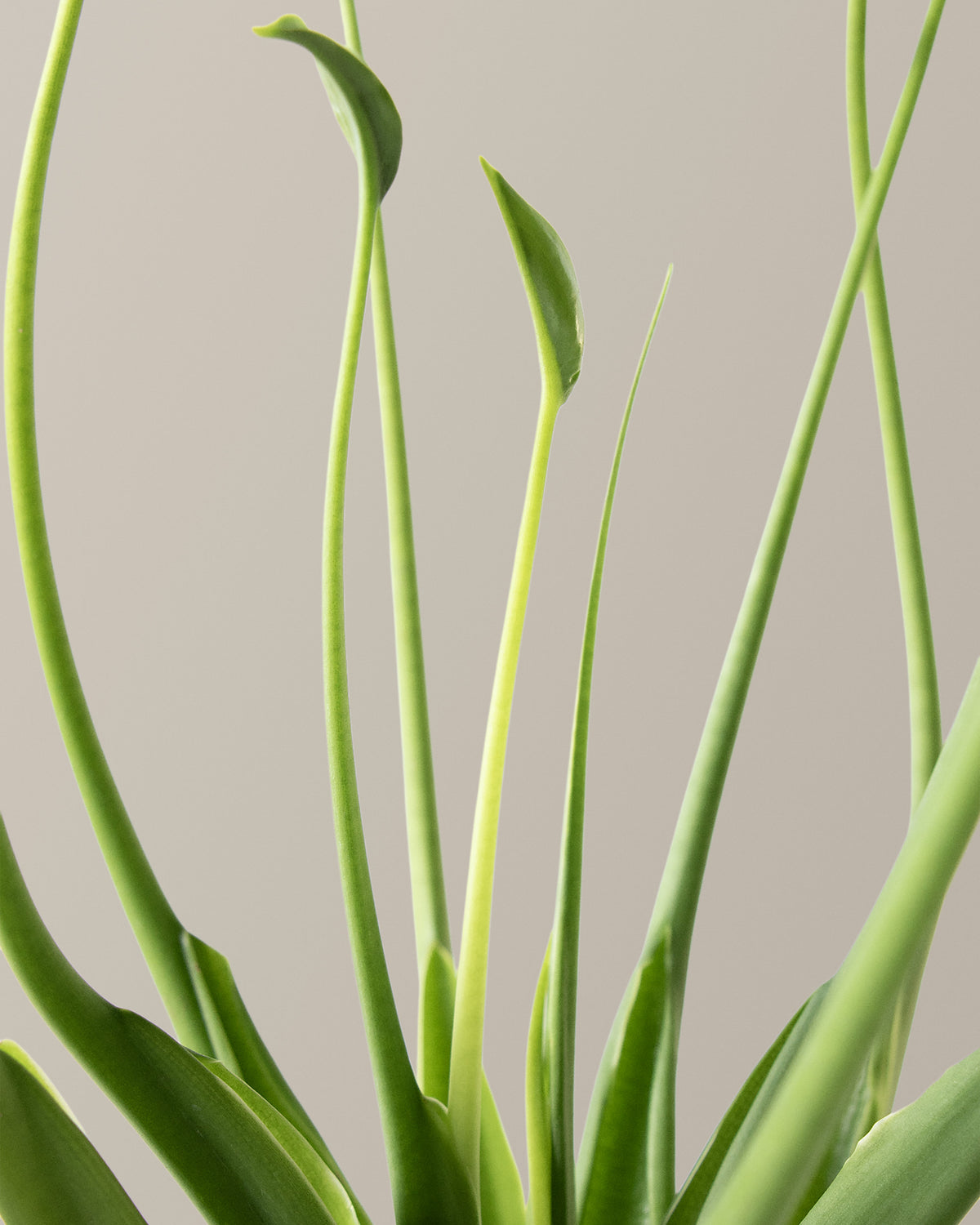 Alocasia Tiny Dancer