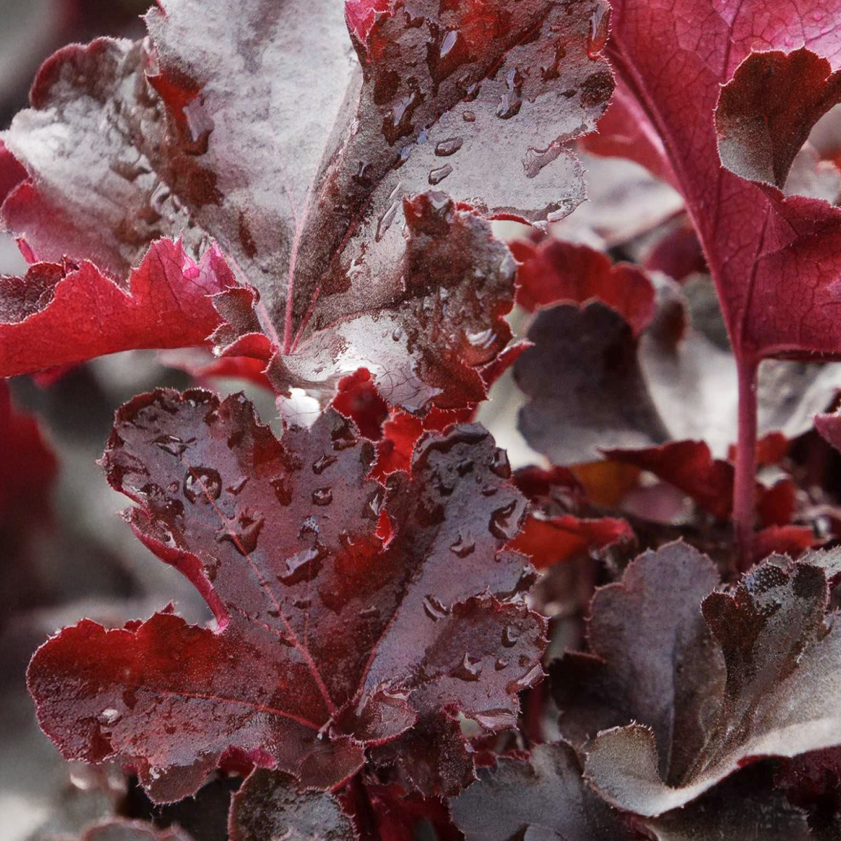 Balboa Sunset® Heuchera