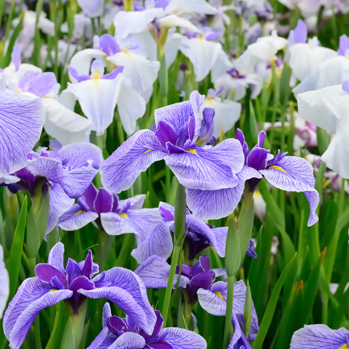 Butterflies in Flight Japanese Iris